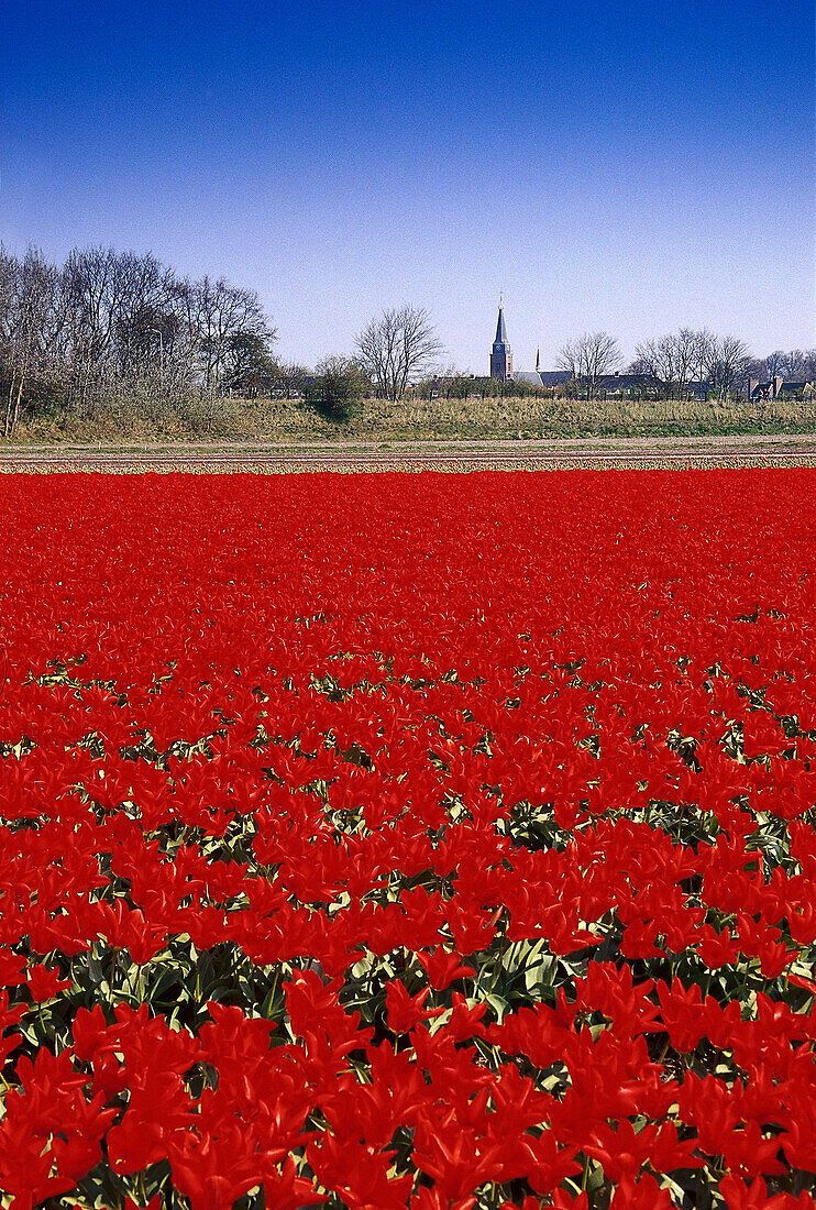 Tulipfield, De Zilk Netherlands