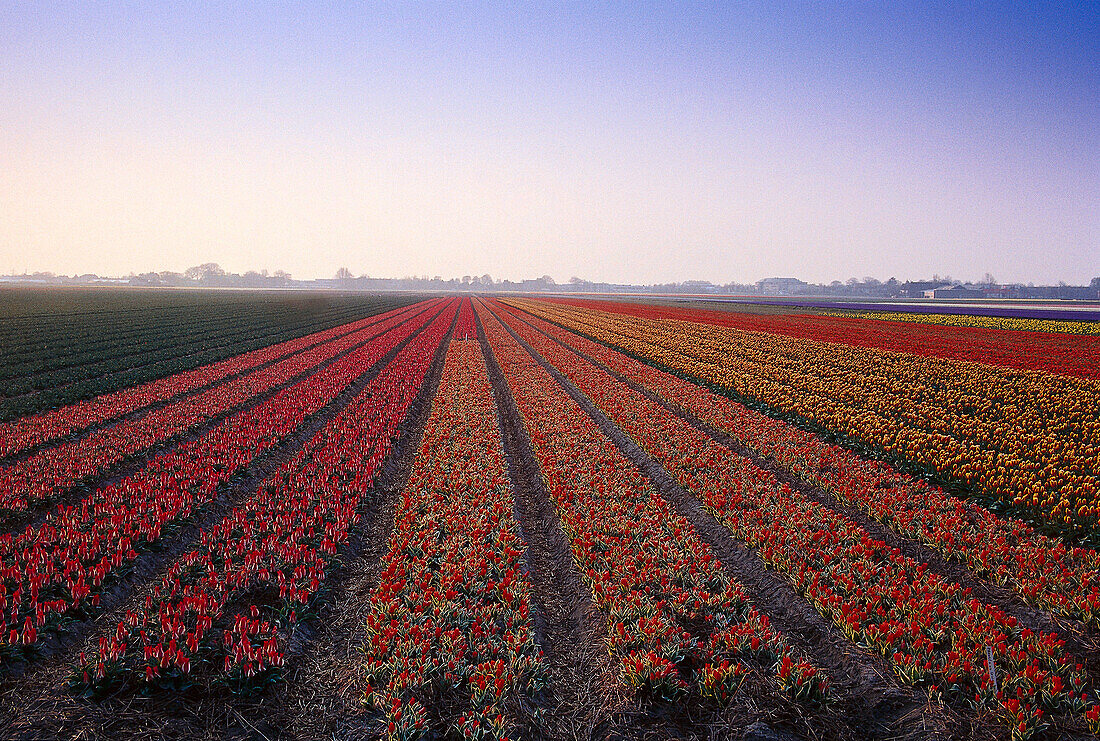 Ein Tulpenfeld in der Nähe von Noordwijk, Netherlands