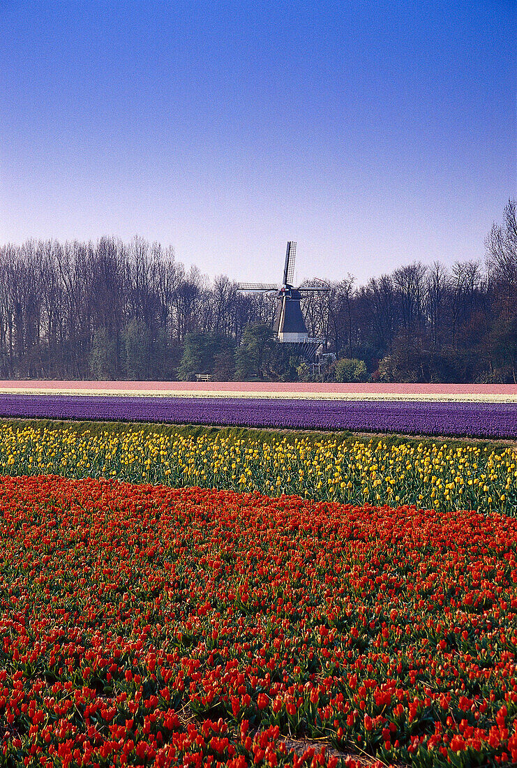 Fields full of flowers, Keukenhof, Lisse, Netherlands