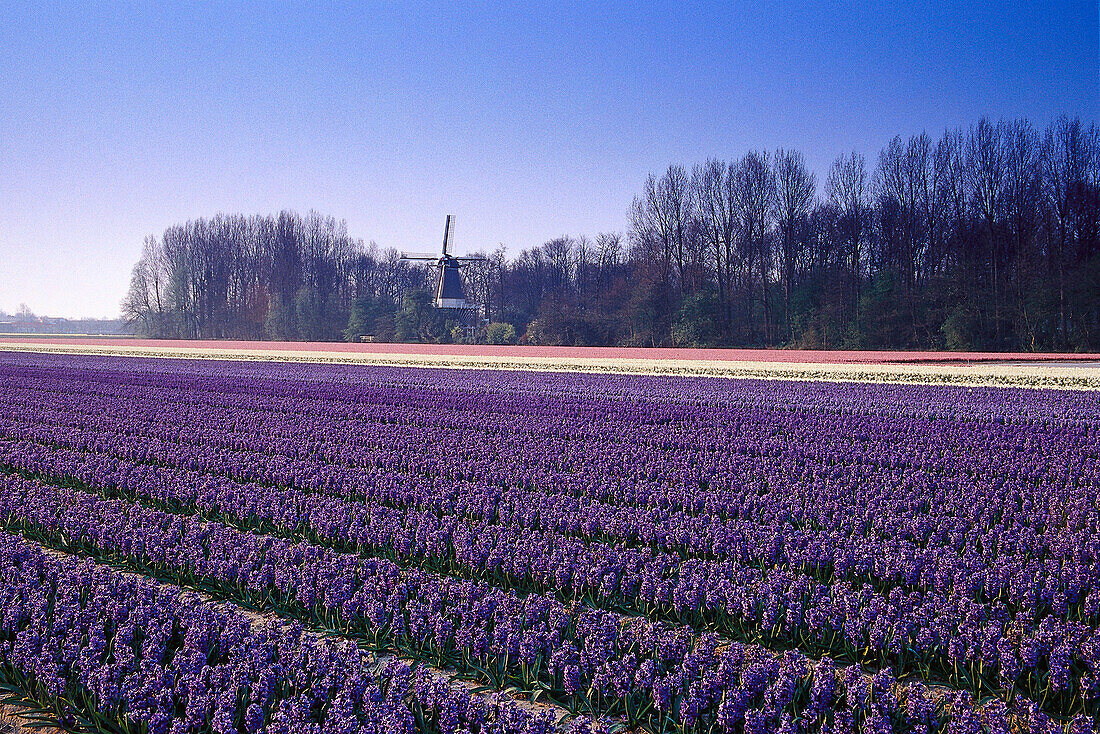 Blumenfeld mit Hyazinthen in Keukenhof, Lisse, Niederlande
