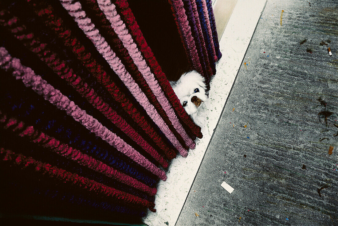 Little dog behind a curtain, Pekinese, Animal