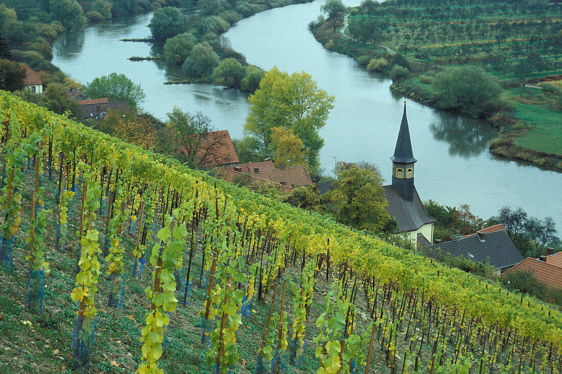 View of a vineyard at Koehler bei Volkach, Mainfranken, Franconia, Bavaria, Germany