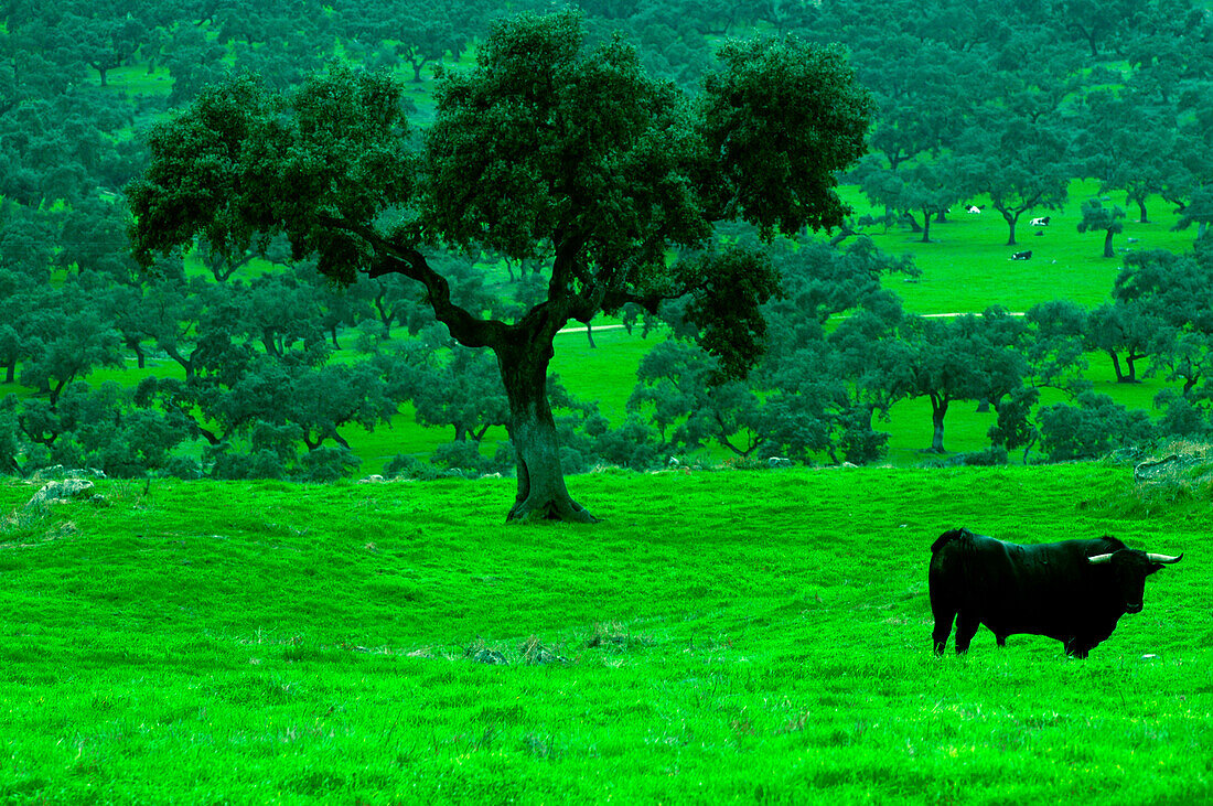Schwarzer Stier steht auf grüner Wiese, Huelva, Andalusien, Spanien, Europa