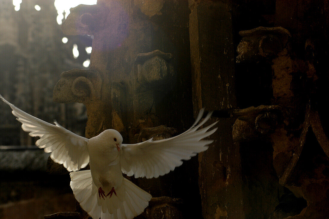 White Dove, Giralda, Seville Andalucia Spain