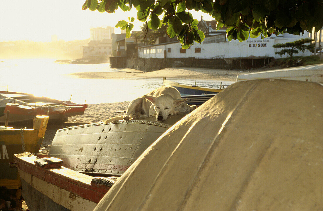 Ein Hund schläft auf einem Boot am Strand, Rio Vermelho, Salvador de Bahia, Brasilien
