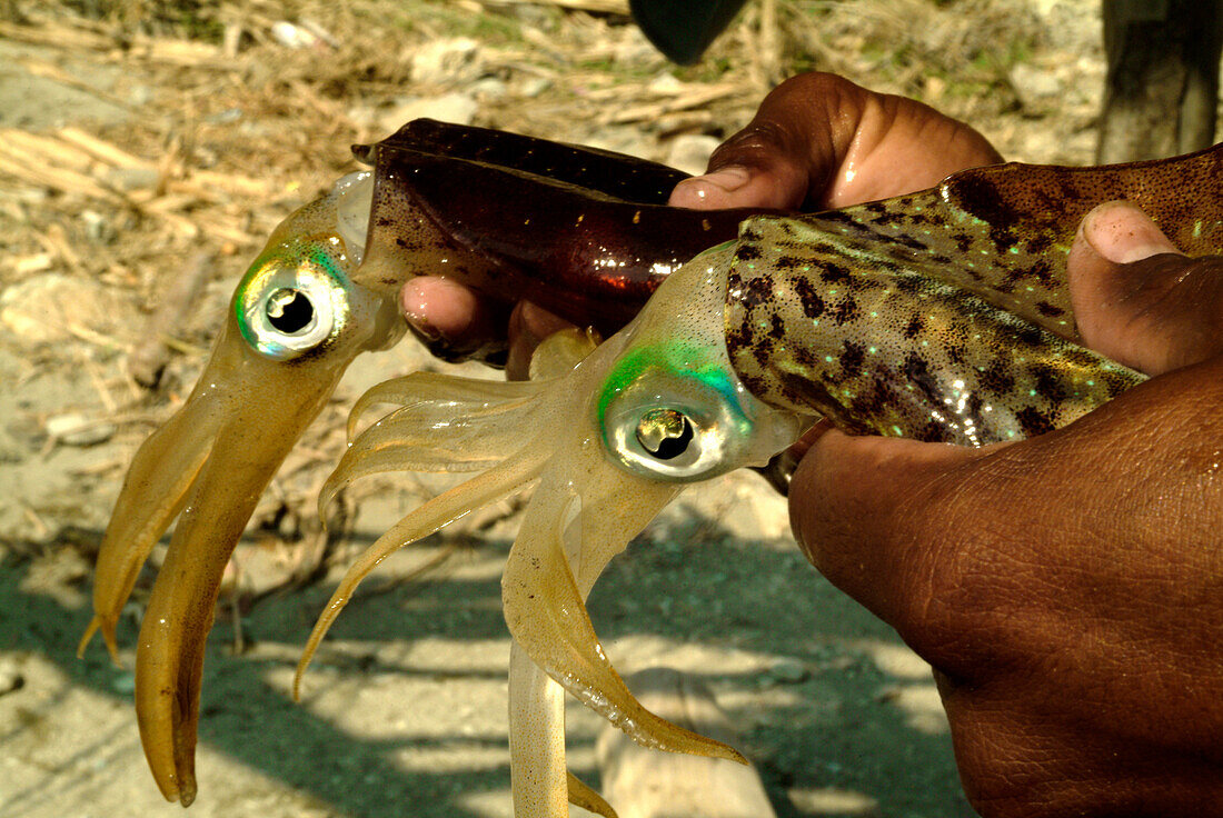 Hands holding two octopusses, Taganga, Santa Marta, Colombia, South America