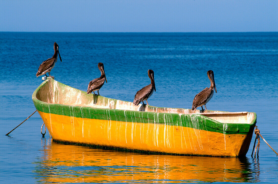 Pelikane sitzen auf einem Boot im Sonnenlicht, Taganga, Santa Marta, Kolumbien, Südamerika