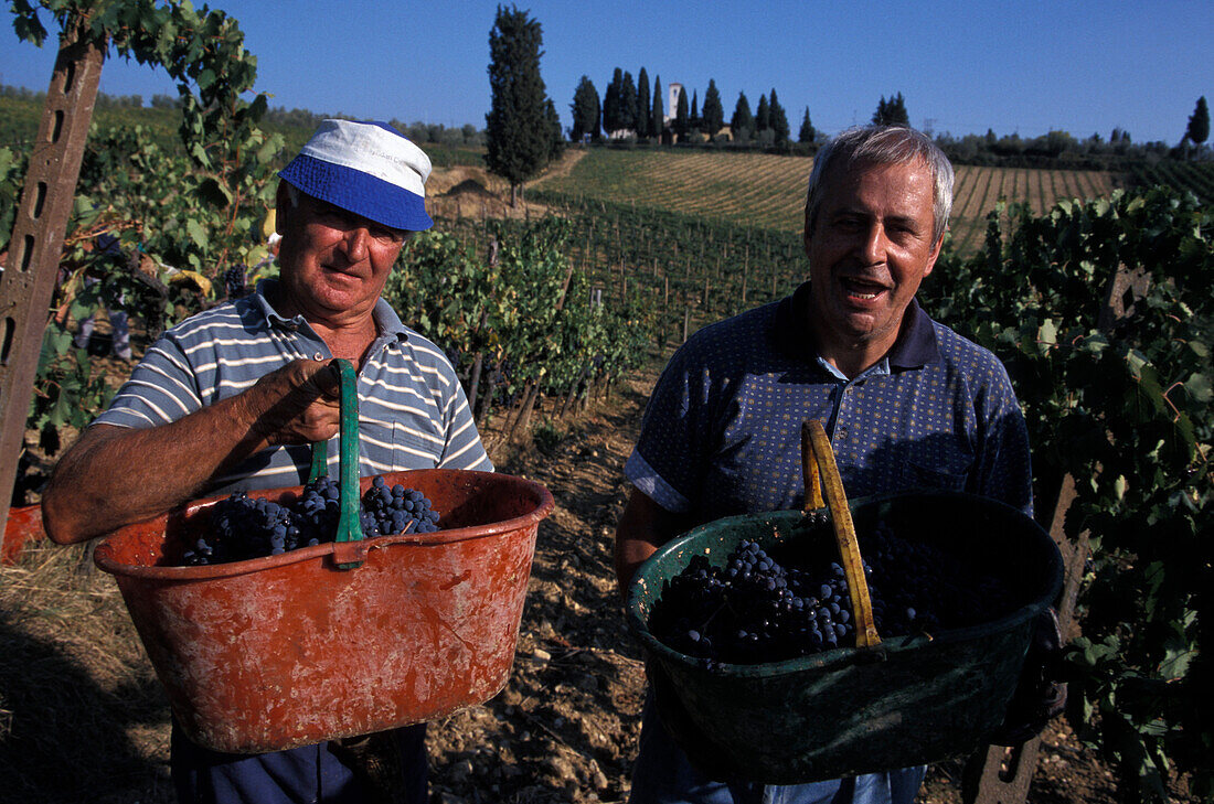 Menschen bei der Traubenernte, Castello di Monsanto, Barberino, Chianti, Toskana, Italien, Europa