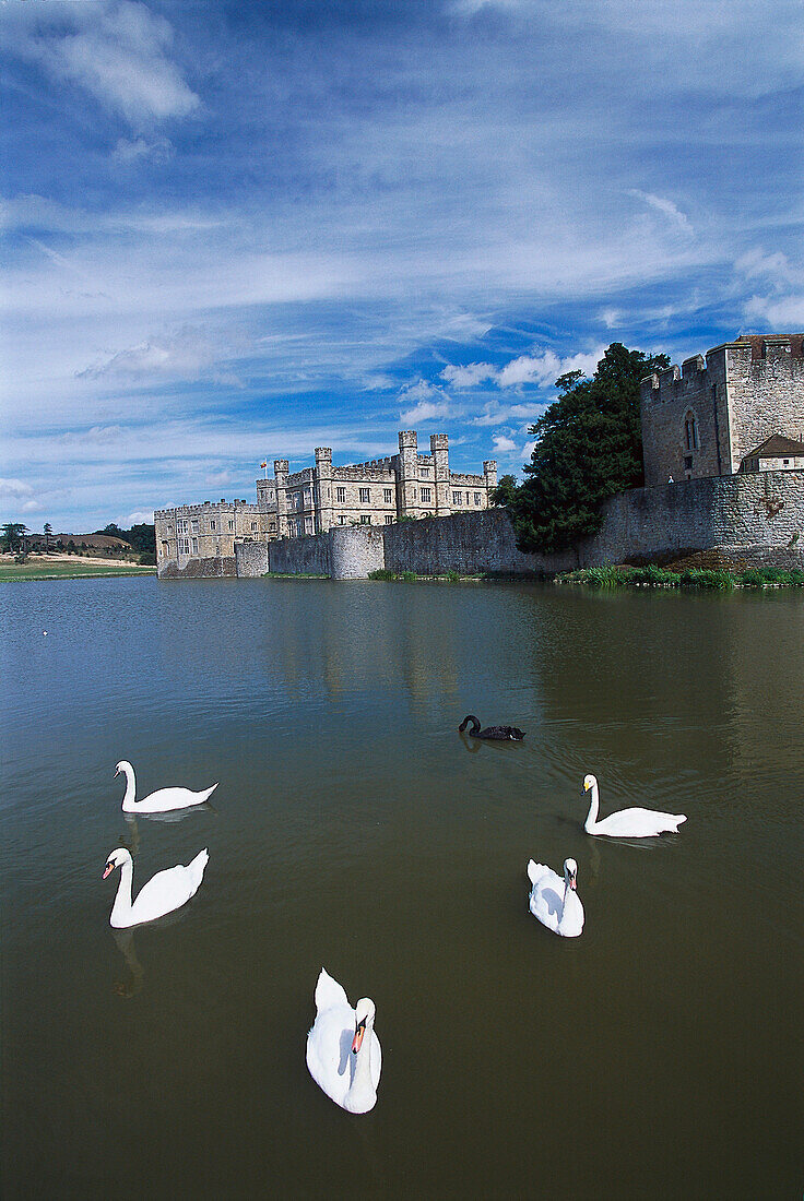 Swans, Leeds Castle, Near Maidstone, Kent England