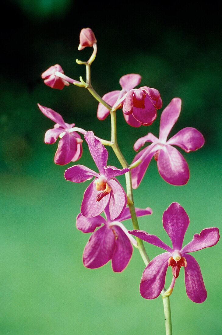 Orchidee, Flower Forest, Richmond, St. Joseph Barbados, Karibik