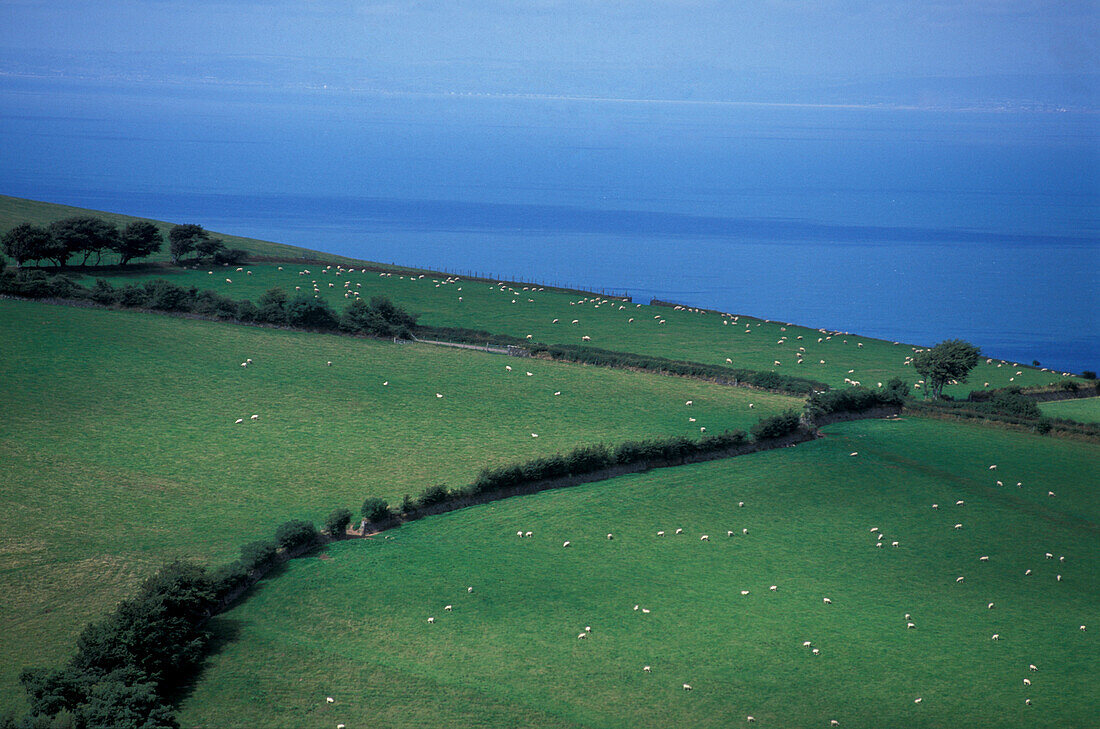 Flock of sheep grazing at Exmoor National Park, Near Porlock Weir, Devon, England, Great Britain