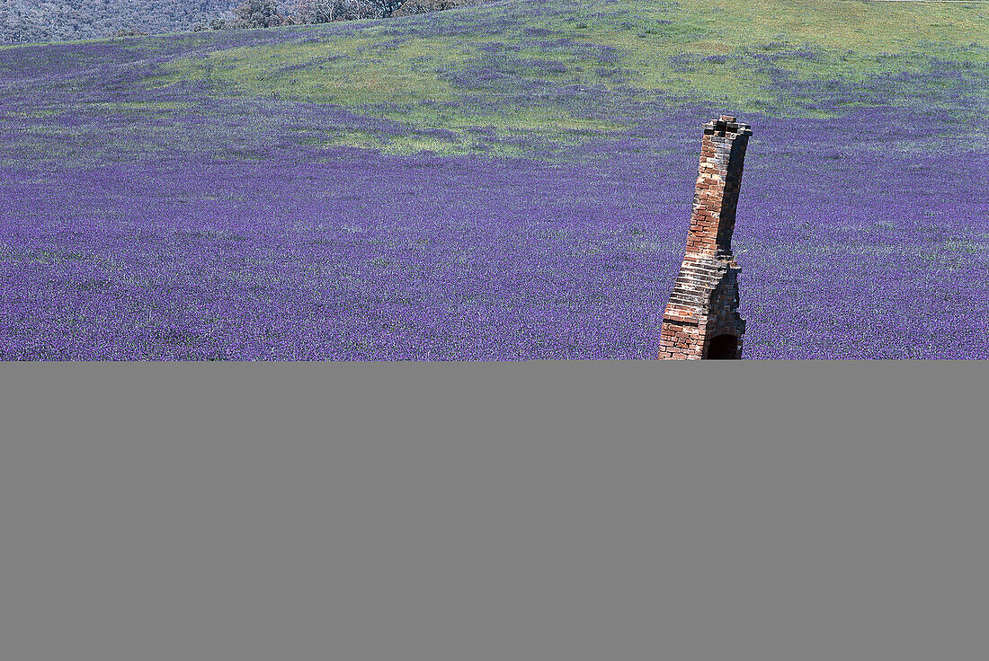 Patterson's Curse Meadow, Near Yass NSW, Australia