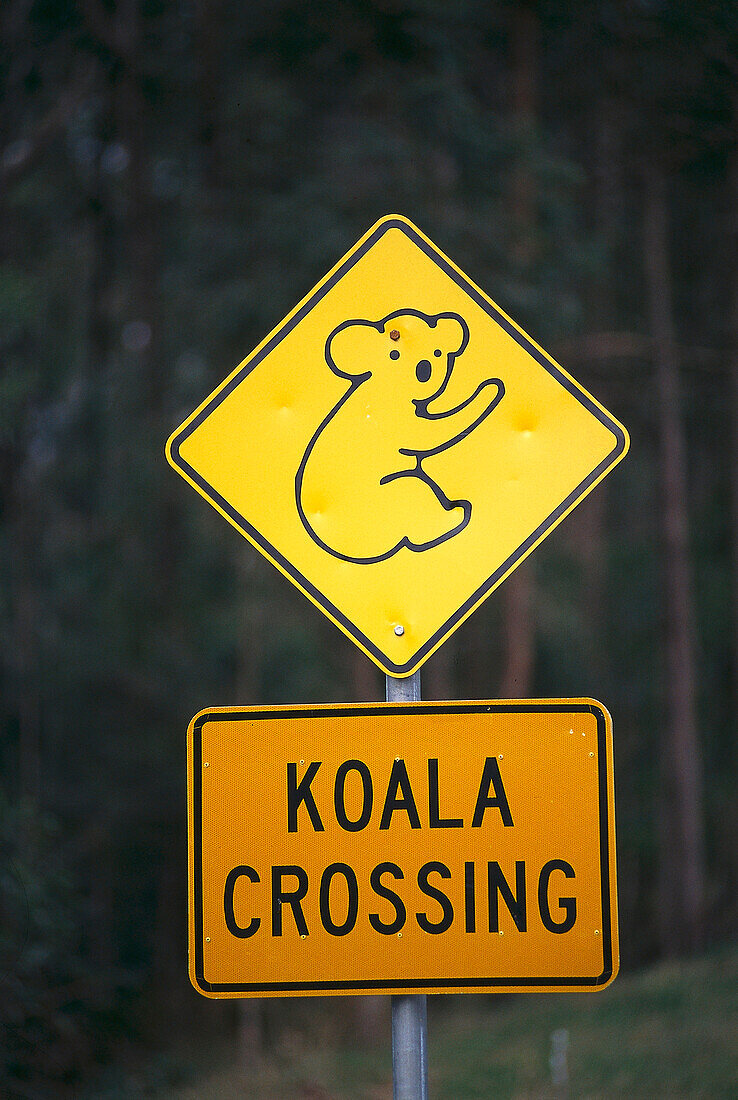 Vorsicht Koala, Koala Warnschild, in der Nähe von Woombah, NSW, Australien