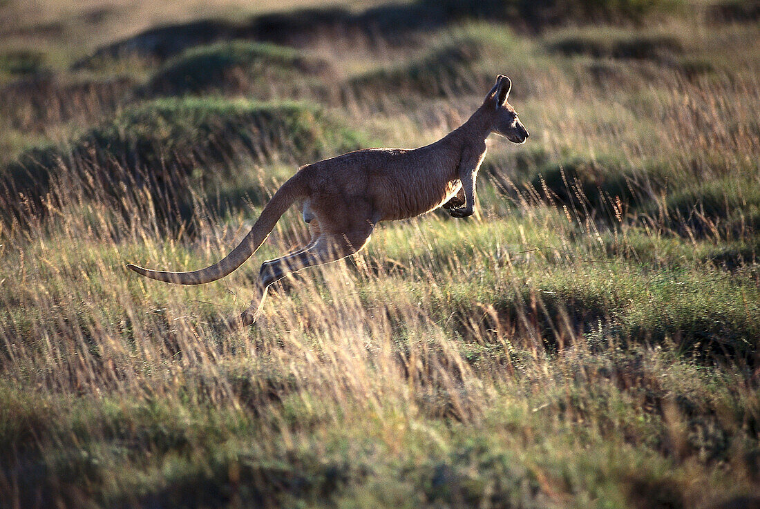Kangaroo, Cape Range NP, near Exmouth WA, Australia