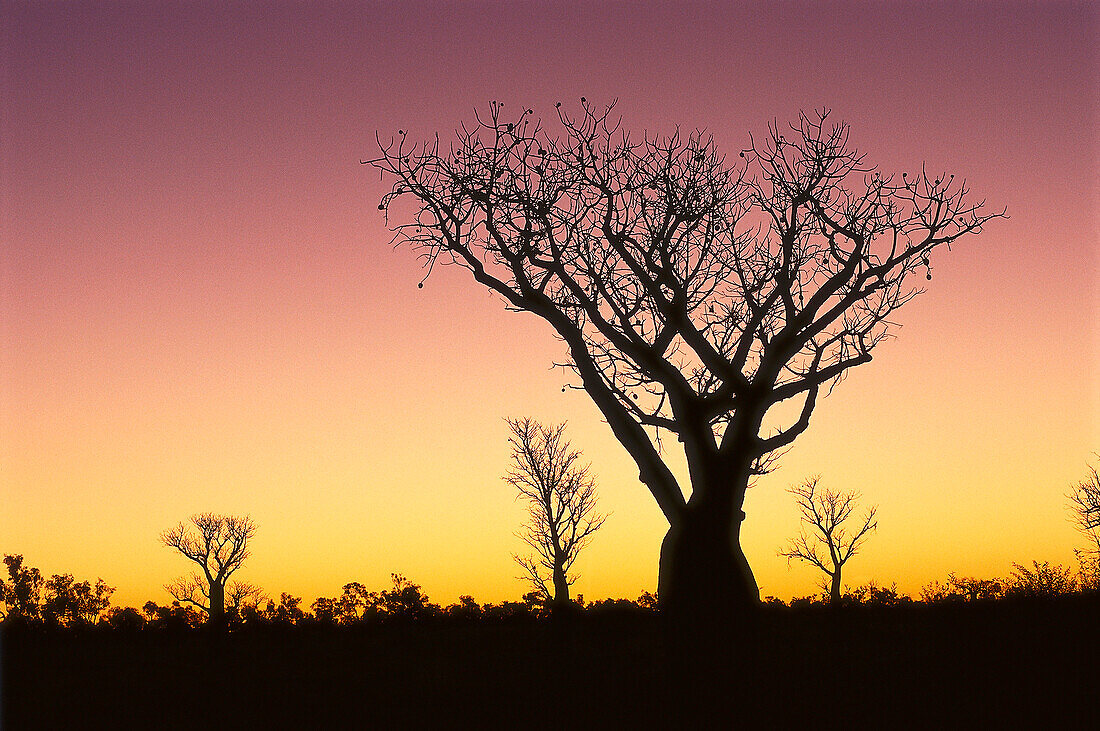 Affenbrotbäume bei Sonnenuntergang, in der Nähe von Fitzroy Crossing, Western Australia, Australien