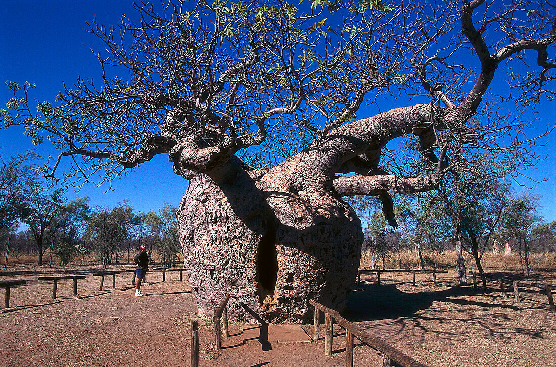 Prison Boab Tree, Derby WA, Australia