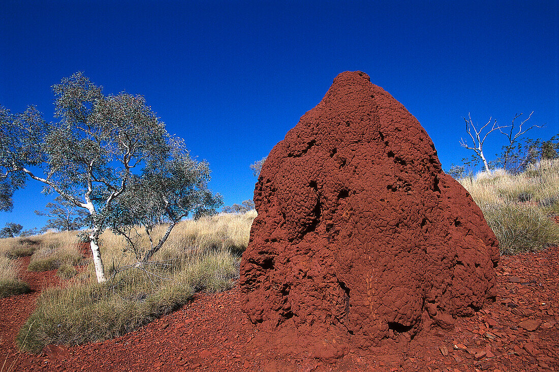 Termite Mound, Karijini NP WA, Australia