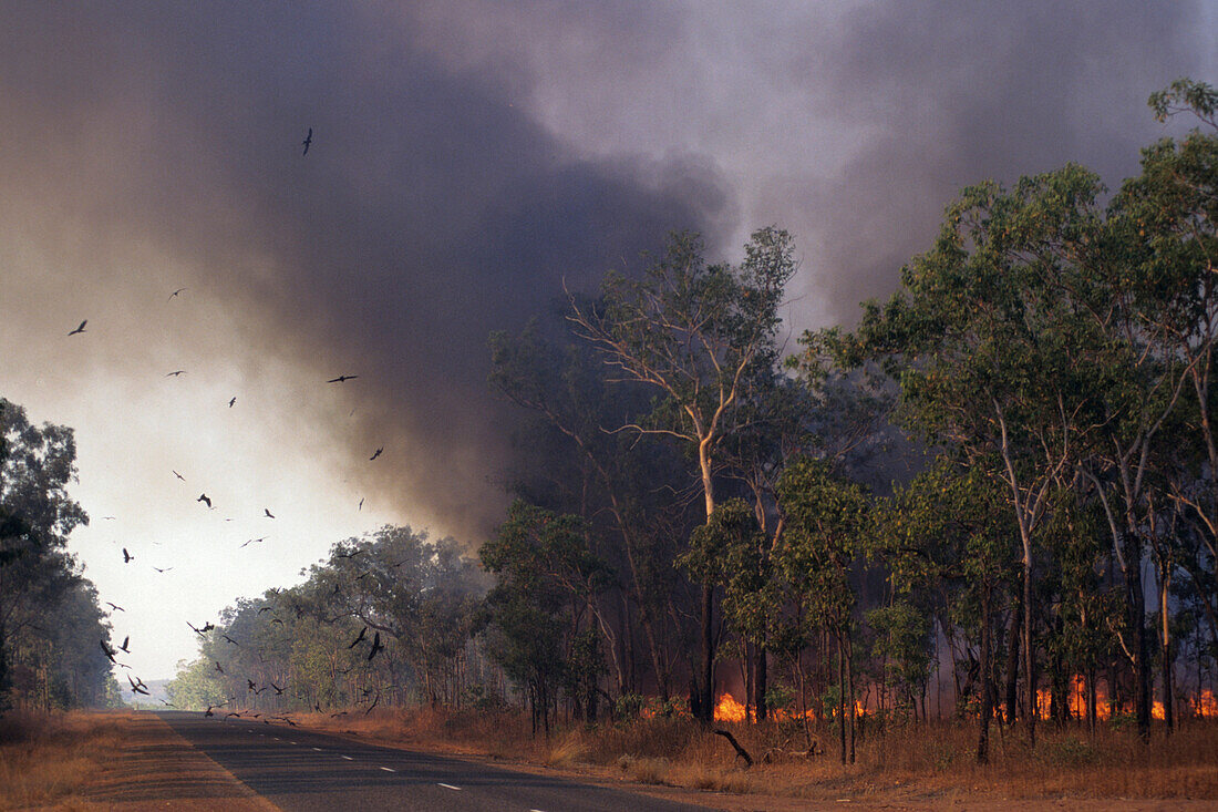 Birds & Bushfire, Kakadu NP NT, Australia