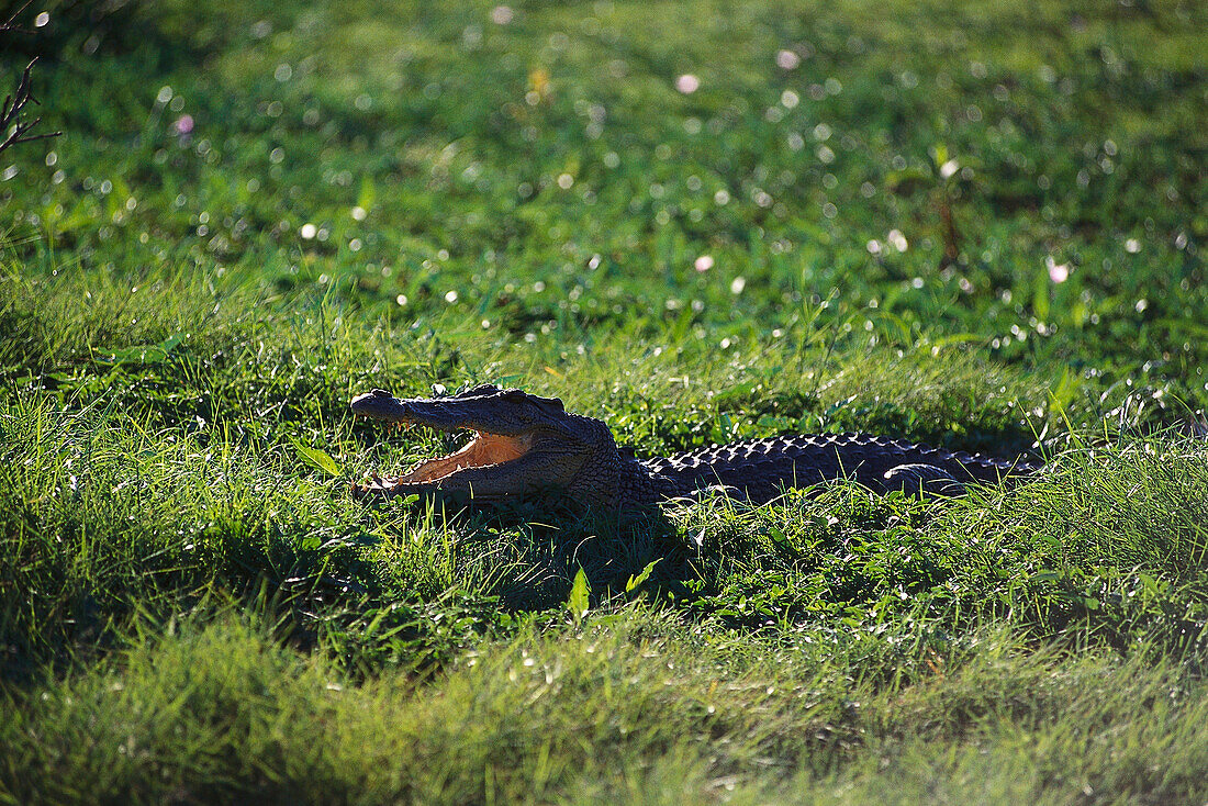 Saltwater Crocodileat Yellow Water, Wetlands, Kakadu NP NT, Australia