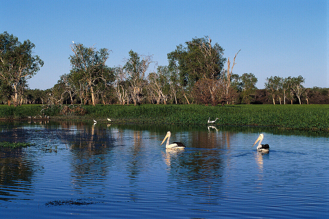 Pelicans at Yellow Water Wetlands, Kakadu NP NT, Australia