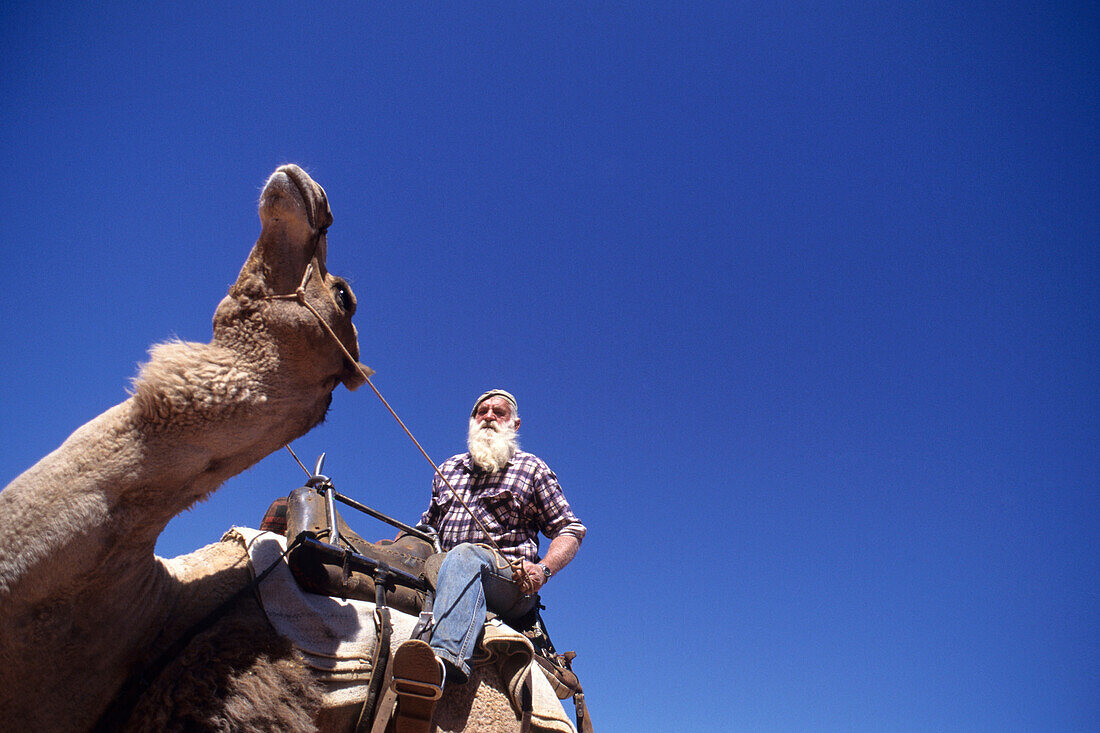 Noel Fullerton´s Camel Safari, Stuarts Well, near Alice Springs NT, Australia