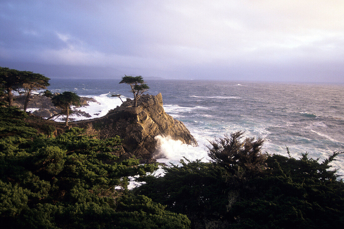 The Lone Cypress, 17 Mile Drive, Pebble Beach, California USA