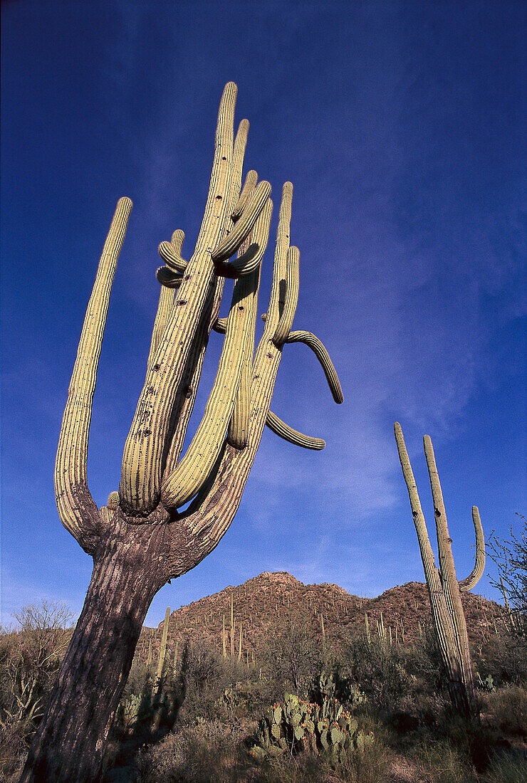 Saguaro Cacti, Saguaro National Monument, Arizona USA