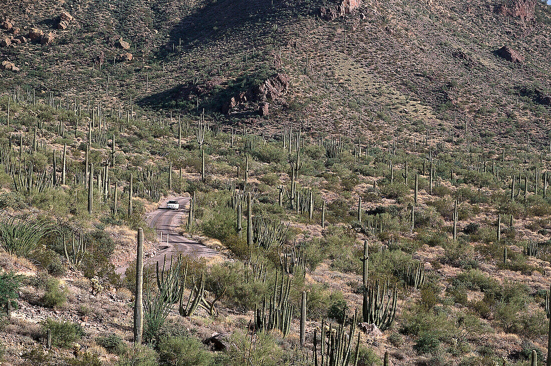 Ajo Mountain Drive, Organ Pipe Nat. 1 Monument, Arizona USA