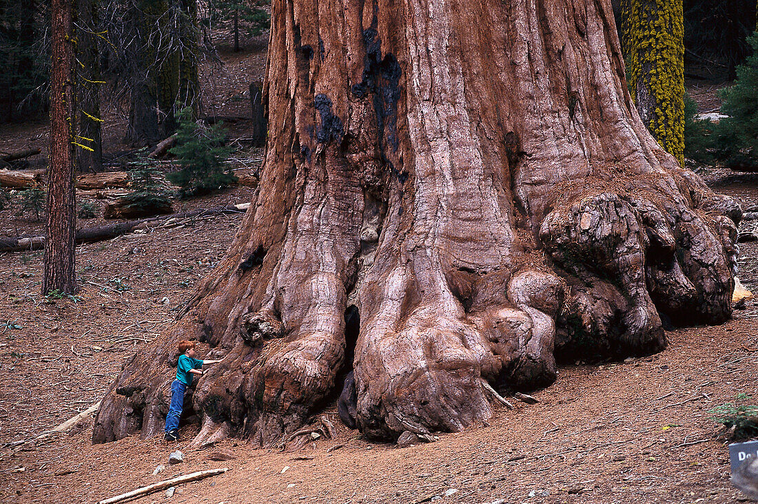 Boy standing next to a Giant Sequoia, Mariposa Grove, Yosemite National Park, California, USA