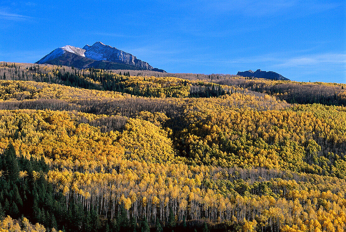 Mountains, Aspen Trees, near Mc Clure Pass, Colorado, USA