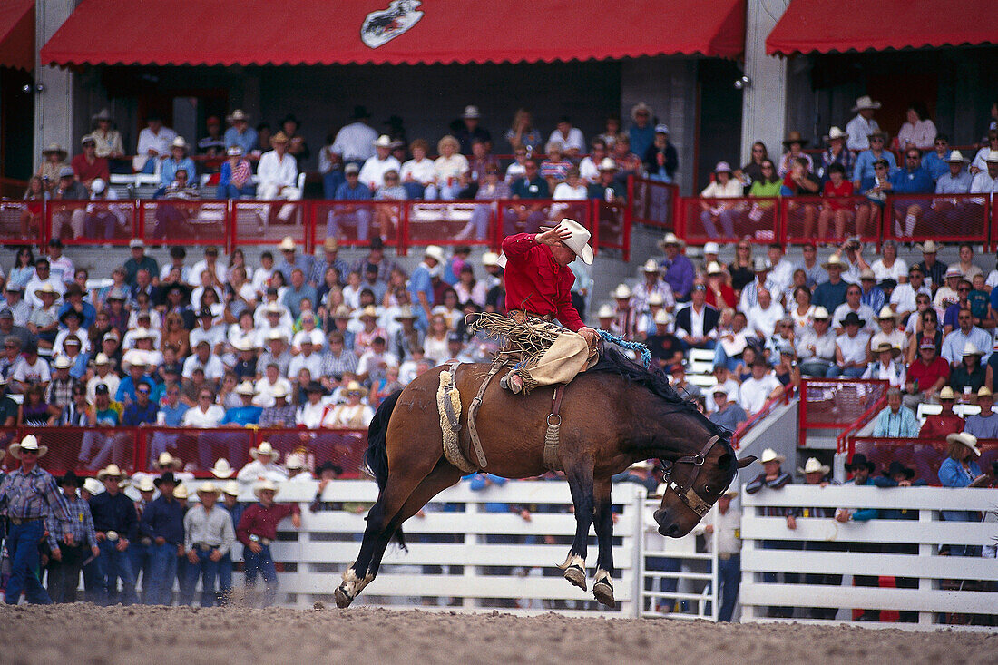 Cowboy, Rodeo Reiter, Cheyenne Frontier Days Rodeo, Wyoming, USA