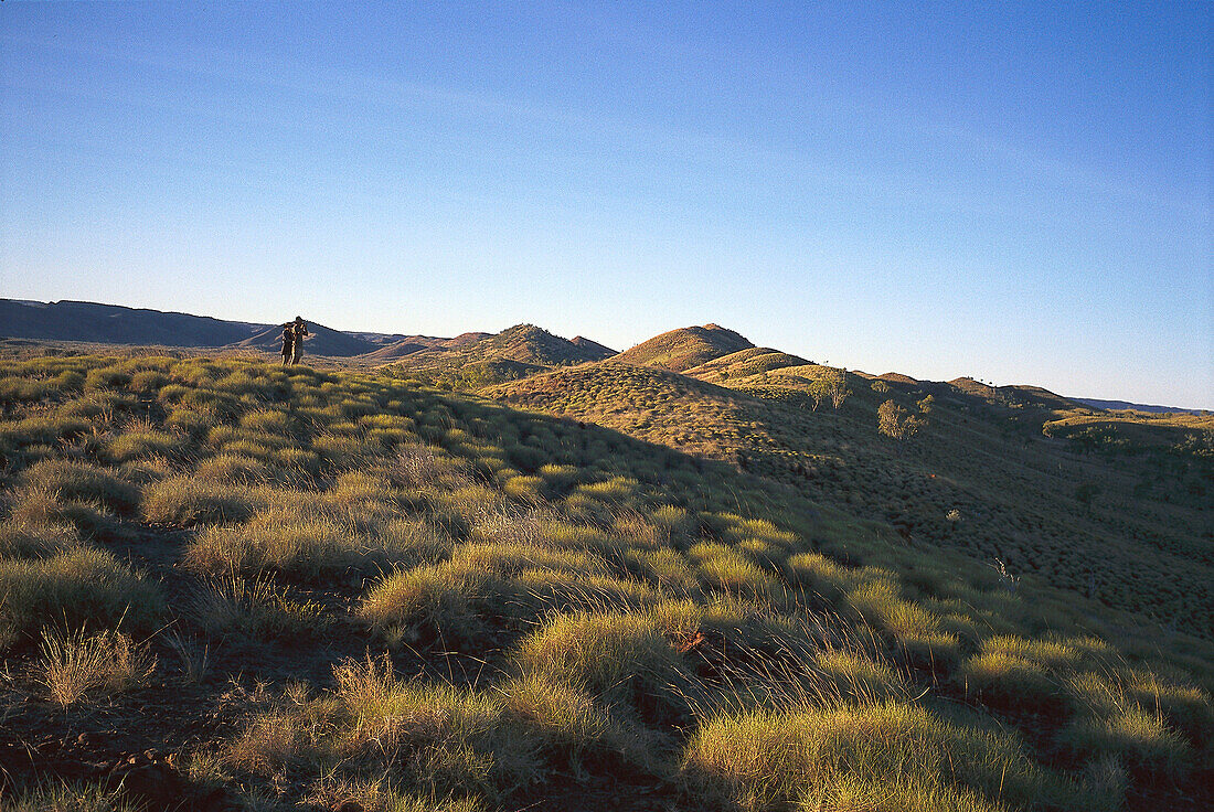 Grass scenery, Purnululu NP WA, Australia