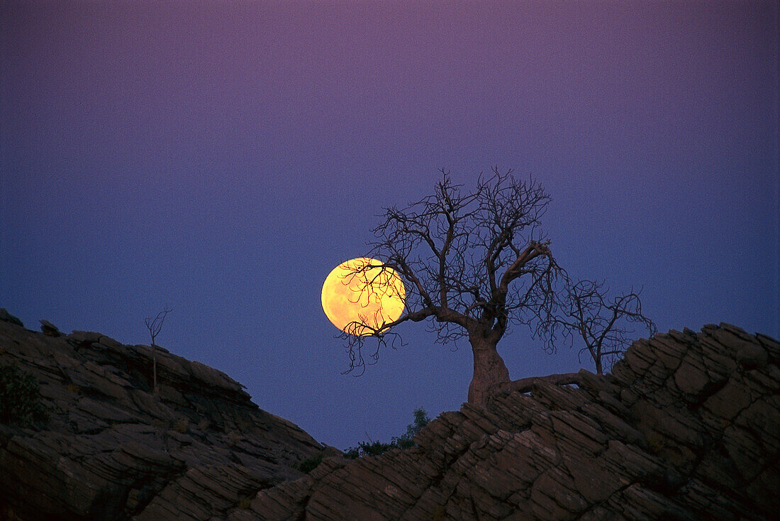 Moonrise over Boab Trees, Near Fitzroy Crossing, Western Australia, Australia