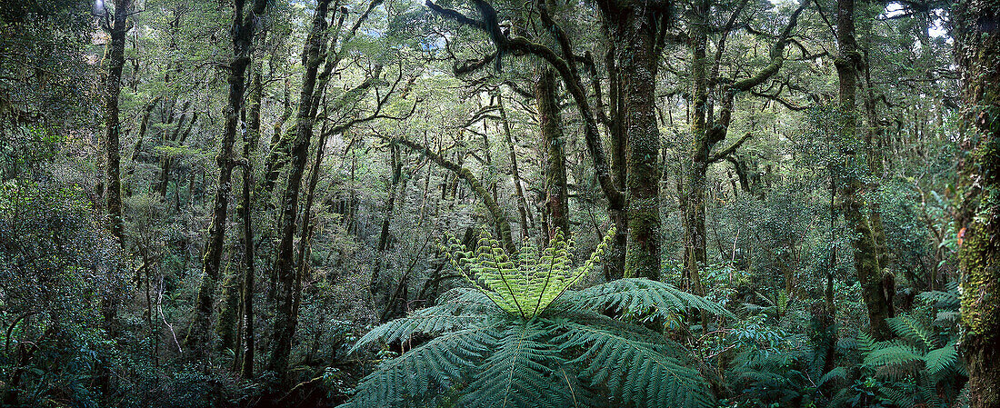 Baumfarne nahe Chasm an der Road to Milford, Fiordland Nationalpark, Südinsel, Neuseeland