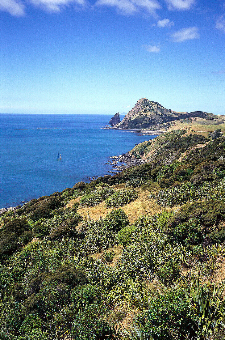 Coastline near Fletcher Bay, Coromandel Peninsula, North Island New Zealand