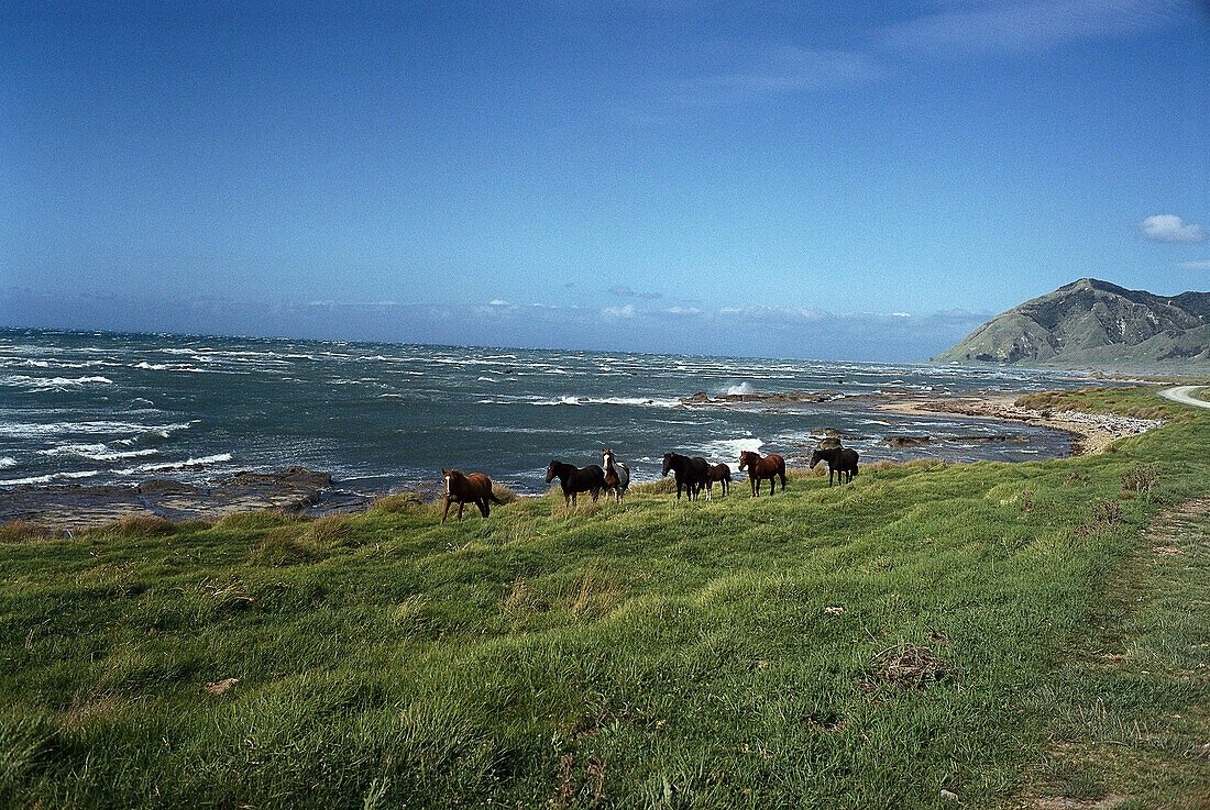 Wildpferde bei Te Araroa, Ostkap, Nordinsel, Neuseeland