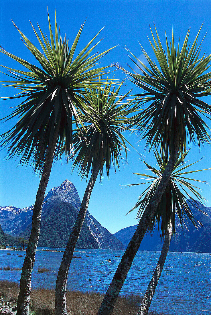 Aerial Photo, Milford Wanderer, Milford Sound, Fiordland NP, South Island New Zealand