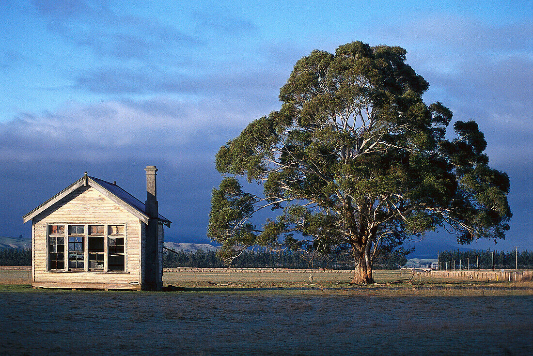 Shed and Tree, near Clifden, Southland, South Island New Zealand