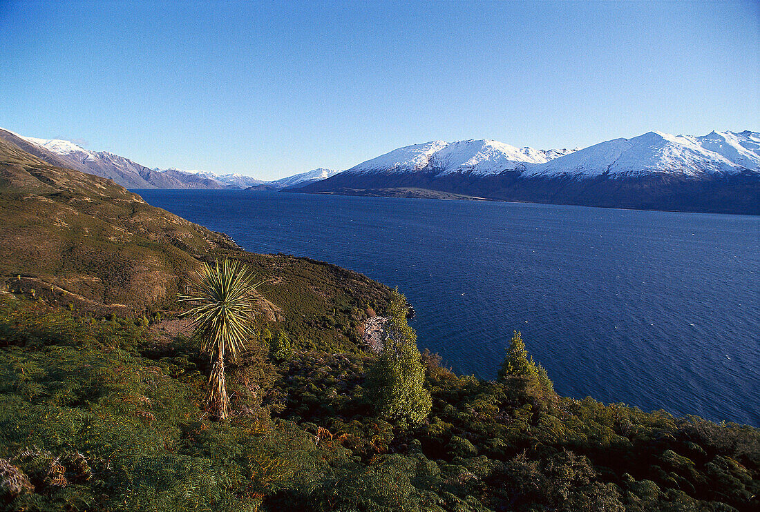 Cabbage Tree, Lake Wanaka-South Island New Zealand