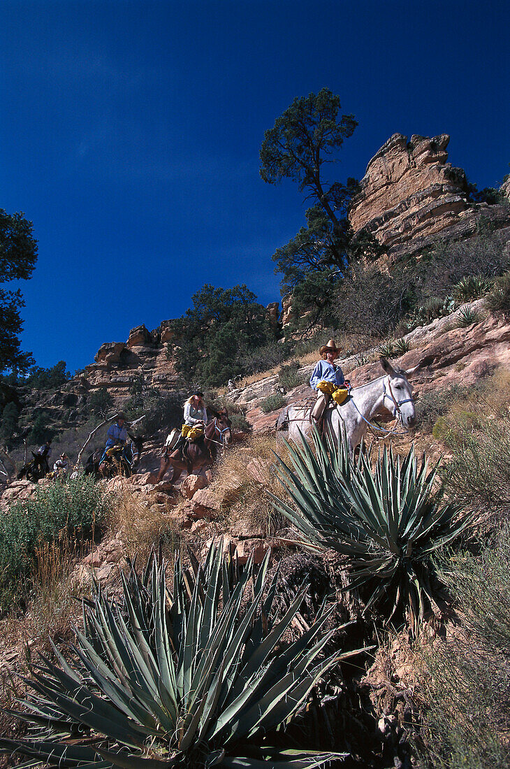 Agaves and Mule Trek, Bright Angel Trail, Grand Canyon NP Arizona, USA