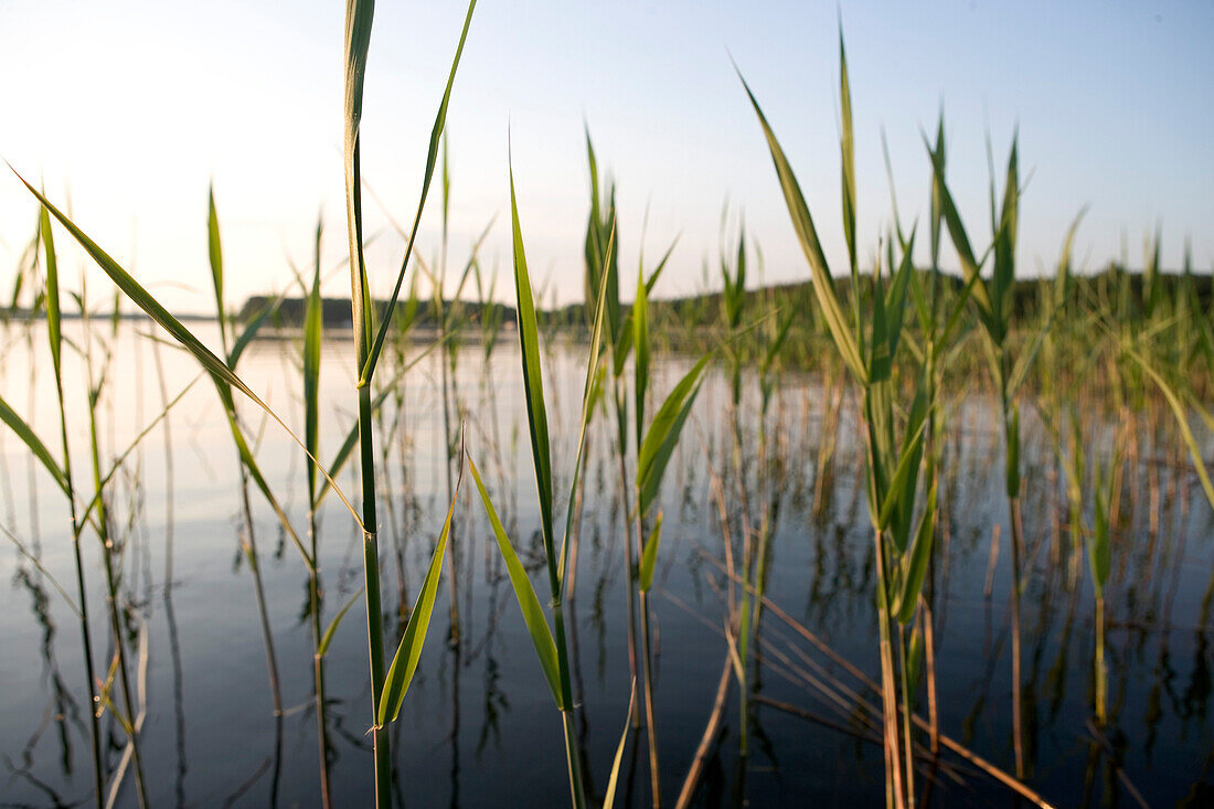 Reed on Mecklenburg Lake, Lake Zotzensee, Mecklenburgian Lake District, Germany