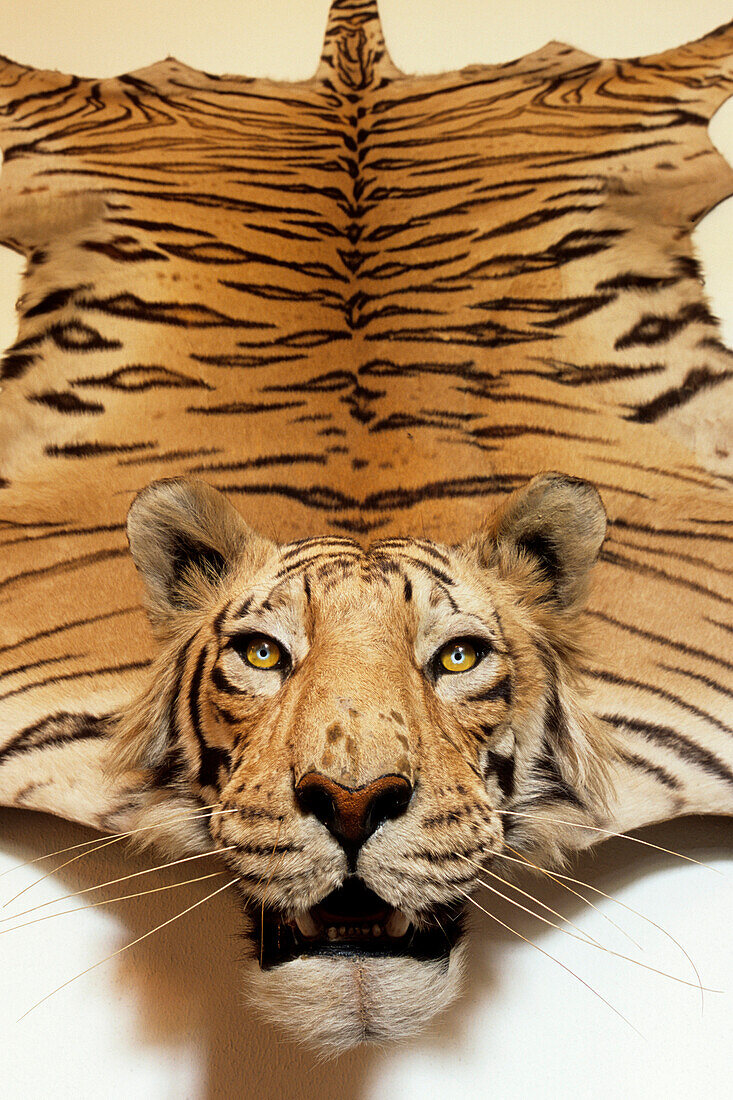 Preserved Tiger in Egeskov castle, Wall Decoration in the Hunting Room, Egeskov Slot Castle, Near Kvarndrup, Fünen, Denmark