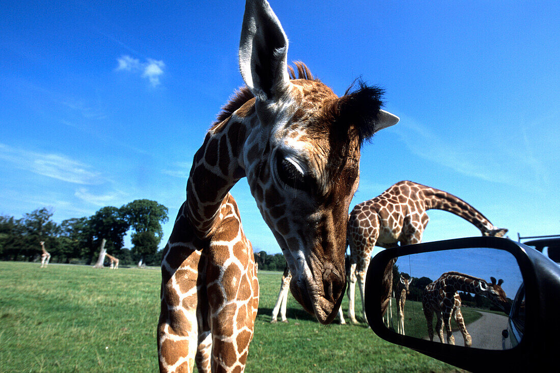 Curious Giraffe, Knuthenborg Safari Park, Near Maribo, Lolland, Denmark