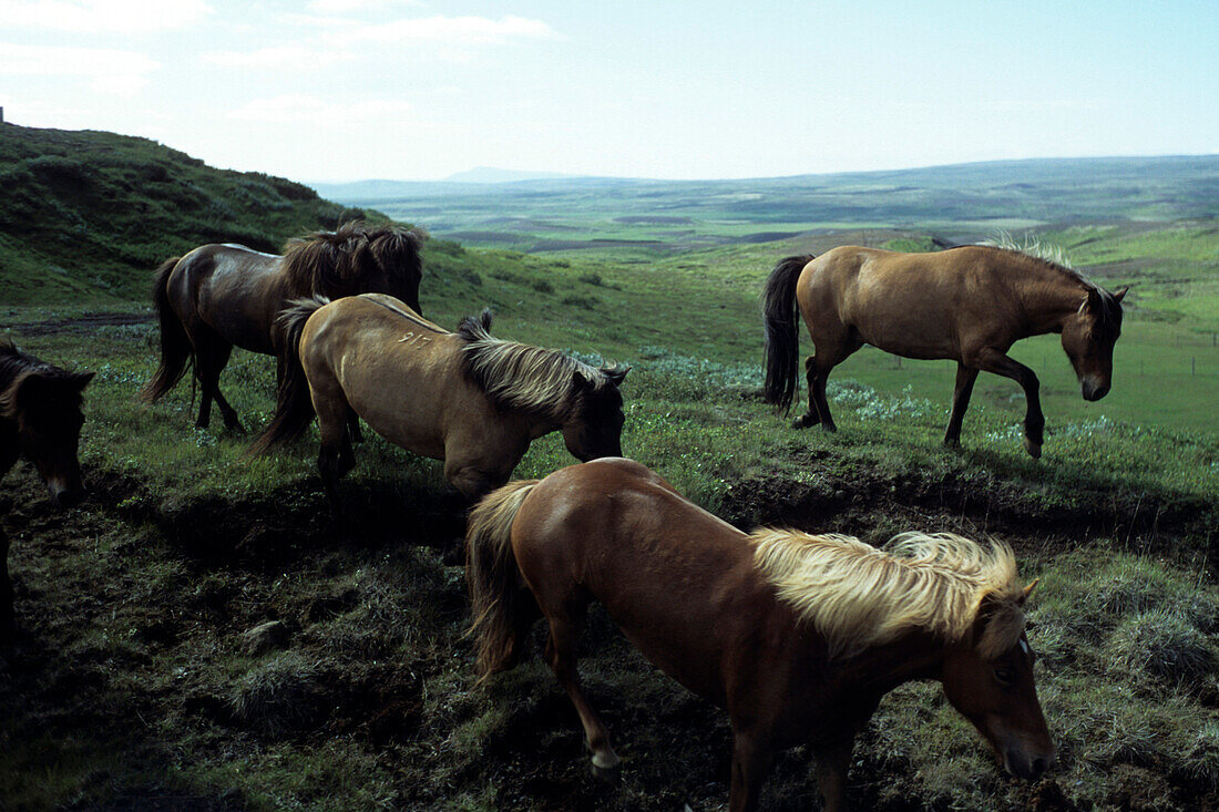 Icelandic Horses, Pingvellir National Park, Iceland