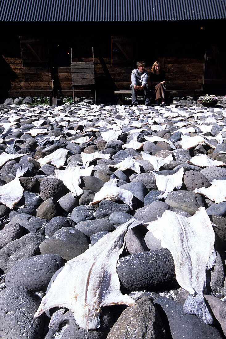 Fische zum Trocknen auf Steine gelegt, Fischereimuseum Turnhus, Ísafjörður, Isafj'rdur, Ísafjarðarbær, Island