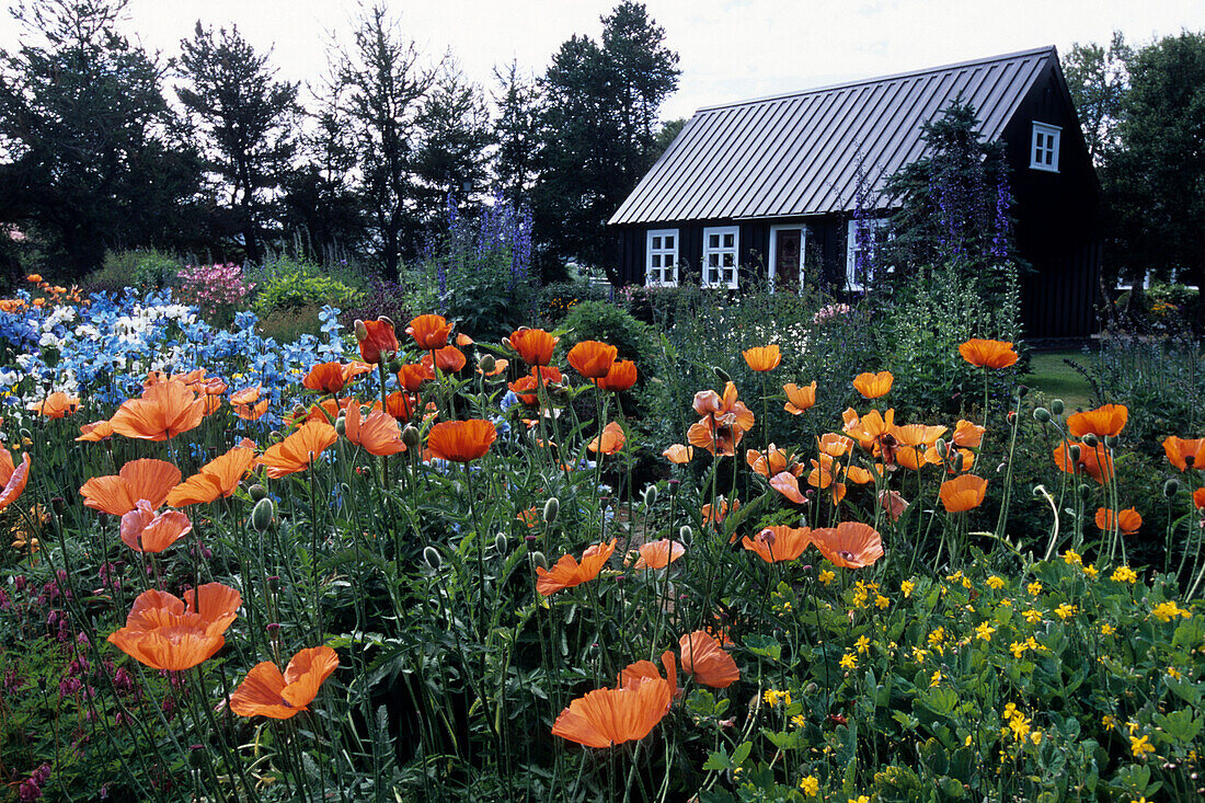 Akureyri Botanischer Garten, Mohnblumen, Bauernhaus, Akureyri, Island