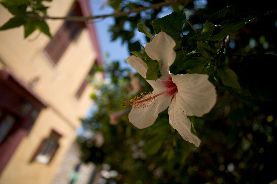 Hibiscus Flower, Old Town, Rhodes, Dodecanese Islands, Greece
