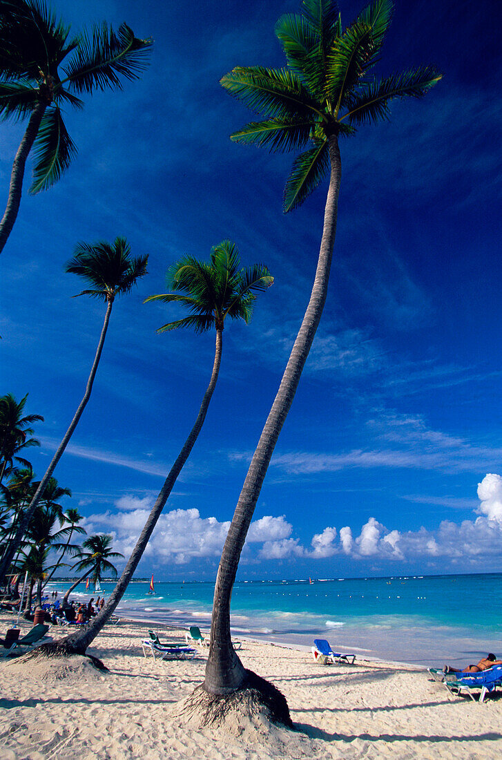Beach with palm trees, Bavaro beach, Punta Cana, Dominican Republic, Antilles, Caribbean Sea