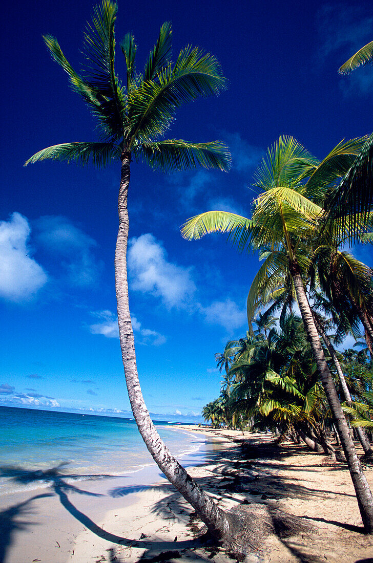 Palm beach and bay, Playa Cacao in Las Terrenas, Samana Peninsula, Dominican Republic, Antilles, Caribbean