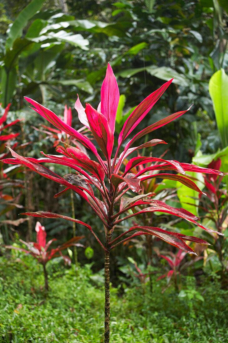 Plants at coffee plantation, La Griveliere, Maison de Cafe, Vieux-Habitants, Basse-Terre, Guadeloupe, Caribbean, America